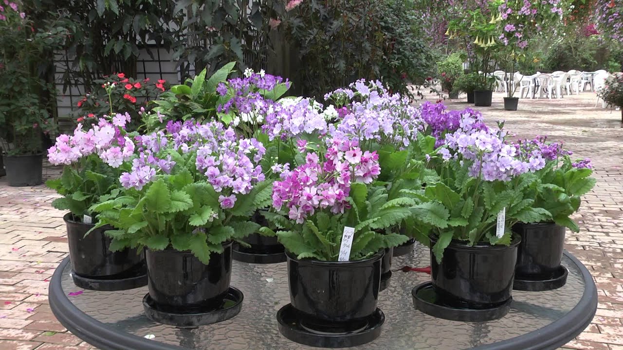 さくらそう さくらそうYou tube - YouTube