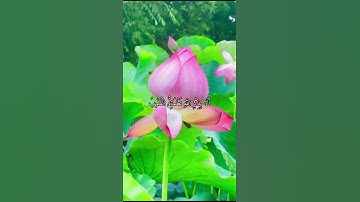 واتس اب قران كريم القارئ خالد الجليل من سورة (الرعد)