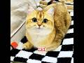 ¿Tu gato suele dormir sobre tu cara?#cat #cute #funny #shorts