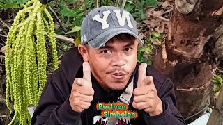 ISENG ISENG BERHADIAH DISIANG BOLONG #pemotonganmanggararen #mamggararenjumbo #manggararenraksasa