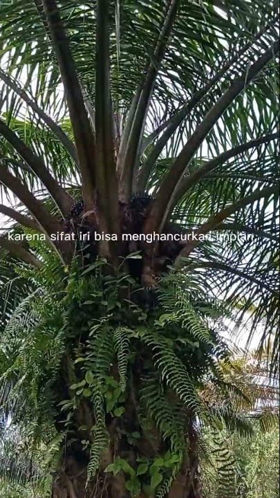 KATA BIJAK HARI INI | KELAPA SAWIT | KEBUN SAWIT BERSIH |