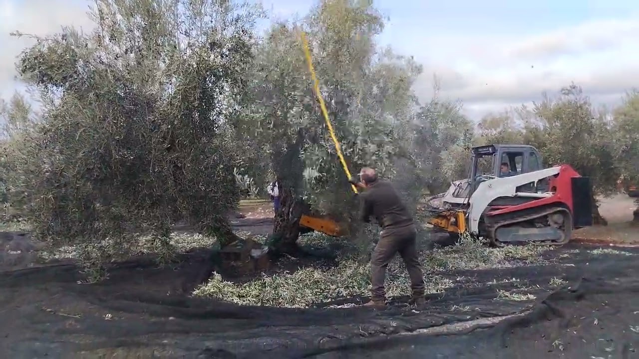 Tiempo real en cojerle la aceituna sobre 100 kg,2023