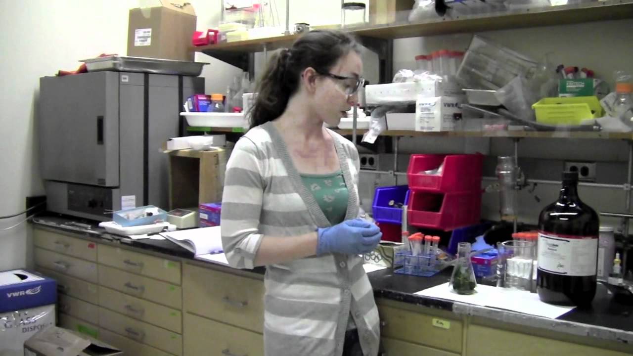 Juice from Juice Biology Chromatography Lab 1 Set Up YouTube