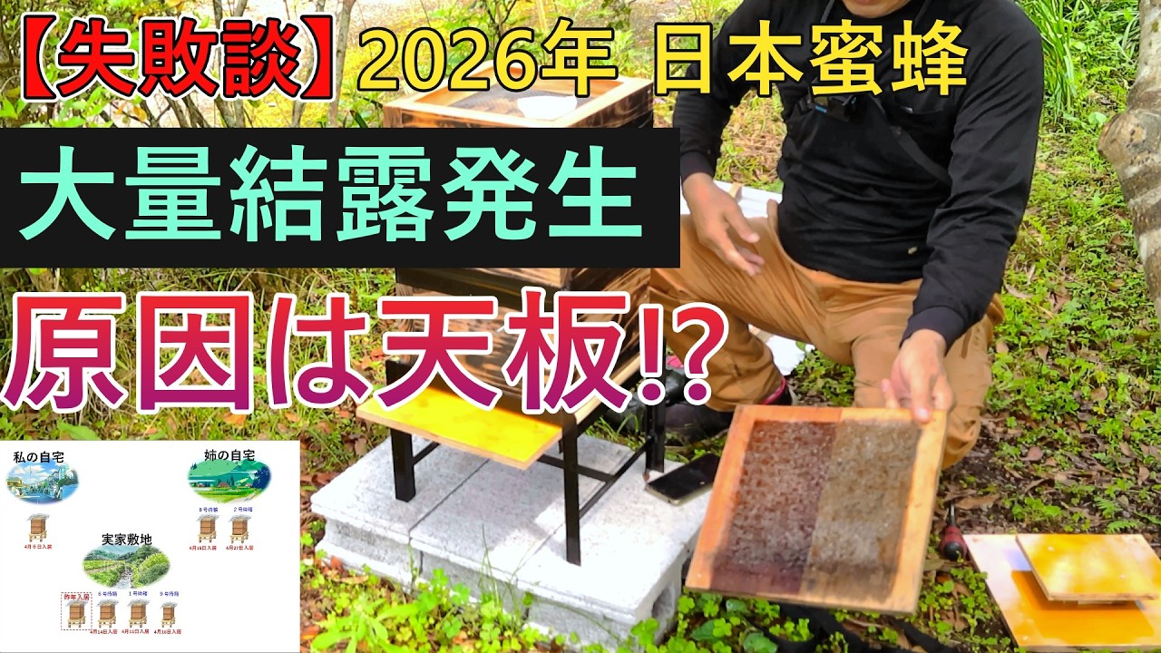 Lessons Learned] 2026 Japanese Honeybees: Major Flaws Discovered