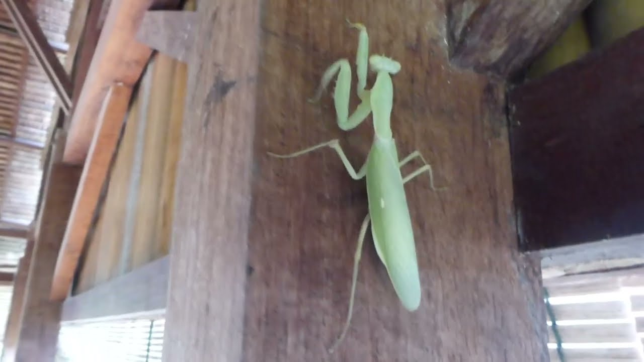 Hierodula spec (Mantodea indet), Weda Resort, Halmahera, Indonesia, 19 Aug 2014 (2/2)