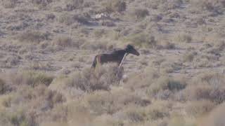 Information Negligence at the BLM Sulphur Wild Horse Roundup Guide