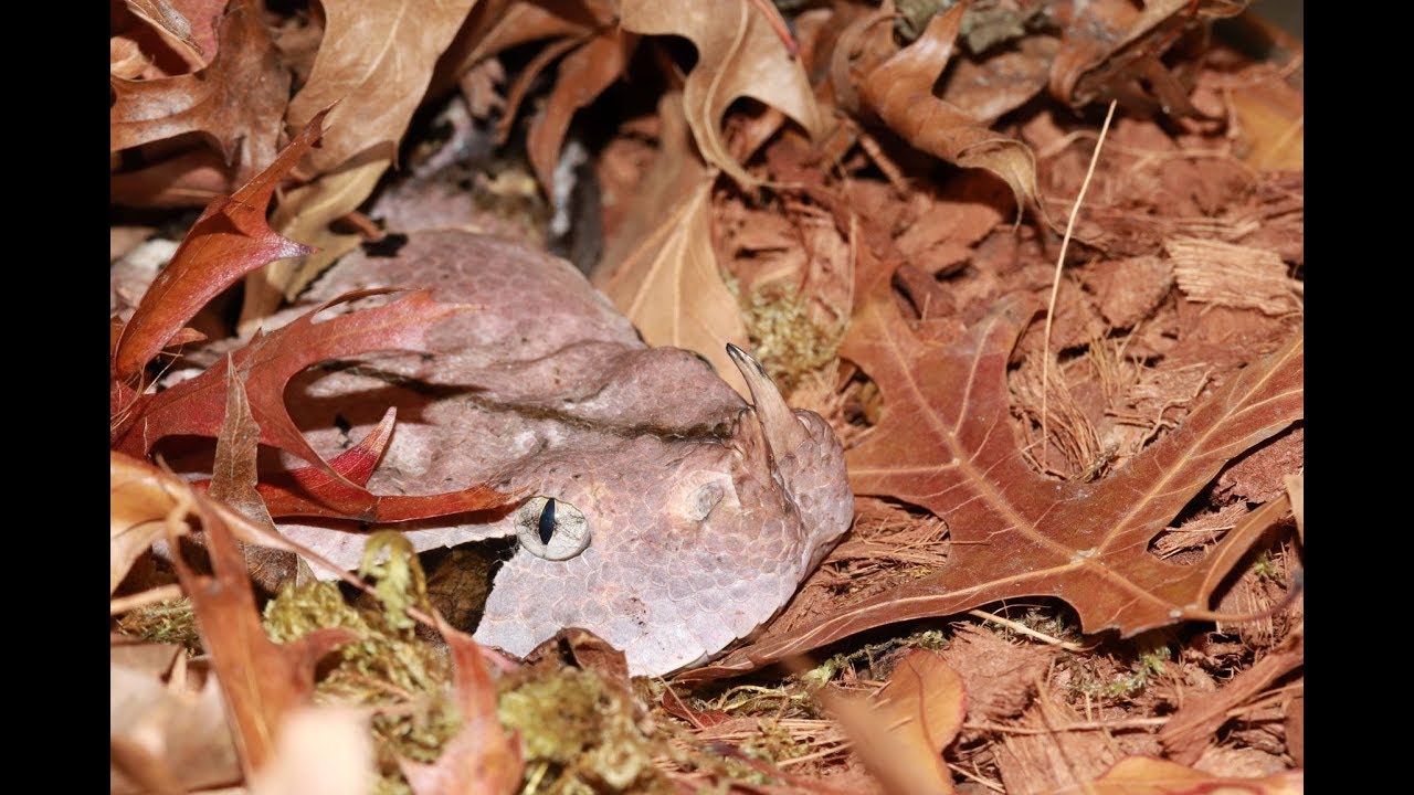 bitiş bulmaca West African Gaboon Viper out for some exercise