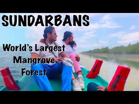 Vídeo: Parc nacional de Sundarbans: una guia completa