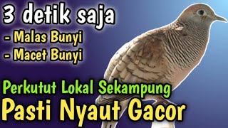 PERKUTUT LOKAL GACOR DENGAR SUARA BURUNG PERKUTUT AJAK KUTUT LOKAL GACOR JADI PERKUTUT LOKAL GACOR