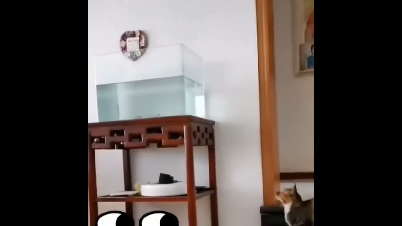 How Zach King Gets Away With Doing Graffiti 