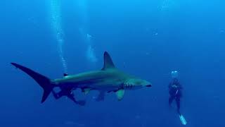 Hammerhead Shark close encounter - Daedalus Reef, Red Sea