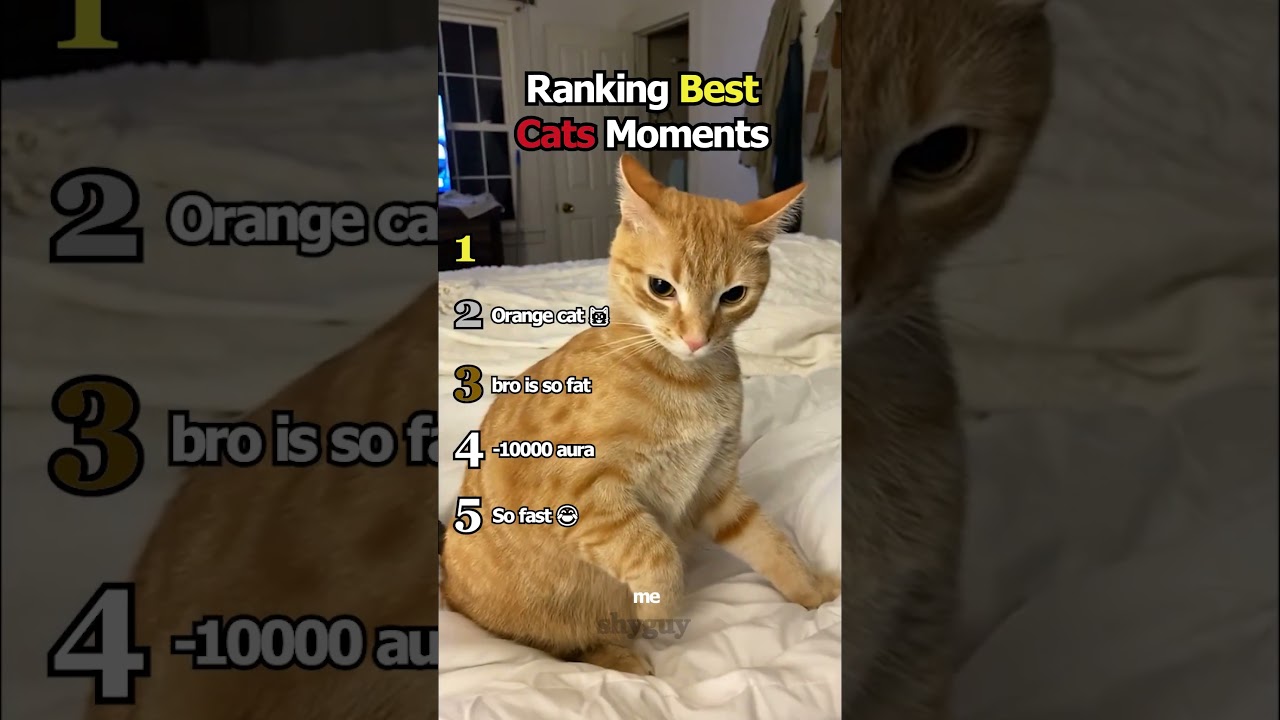 Ranking Best Cat Moments 🐱🐈