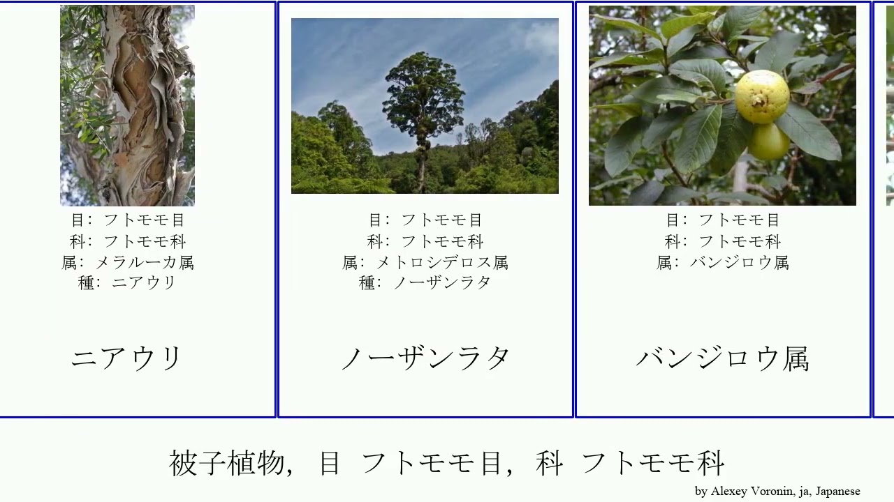 被子植物 目 フトモモ目 科 フトモモ科 Angiosperms ニアウリ レンブ ギンバイカ ユーカリ レモンユーカリ クンゼア属 クローブ ベイツリー ムントリー セイタカユーカリ カヌカ Youtube