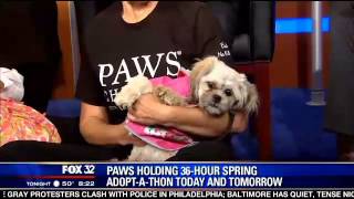 PAWS Chicago's 36 hour Adopt a thon this weekend