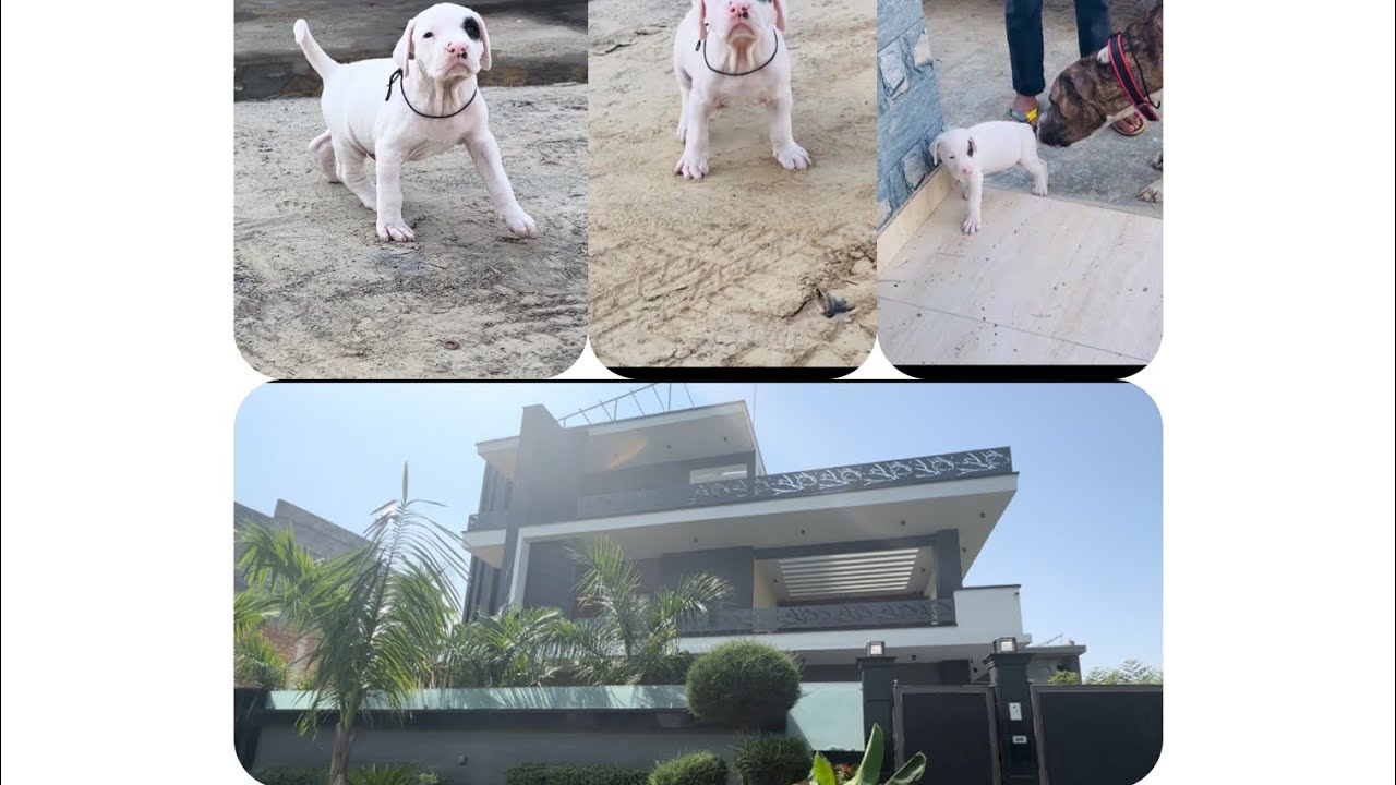 House 🏠 tour and new member gandhi ❤️