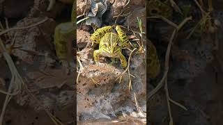 frog sound #foryou #frog #france #china #thiland #vietnam #indonesia #philippines #unitedstates #yt