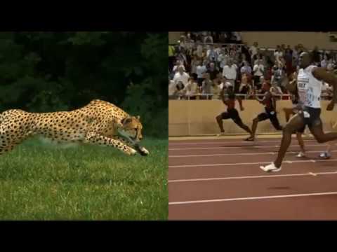 Cheetah vs. Usain Bolt -- Breathing for Performance - YouTube