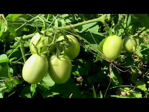 Videó: Cucamelon növényinformáció – Tippek a mexikói uborka termesztéséhez