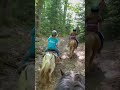 Miniature Horse Trail Ride Fun!
