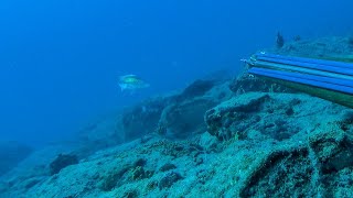 You Don't See This Everyday😳Impossible Shot Spearfishing