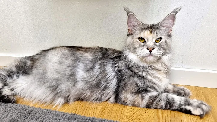 Watch the video about Maine Coon Cat Freya Is Pregnant!