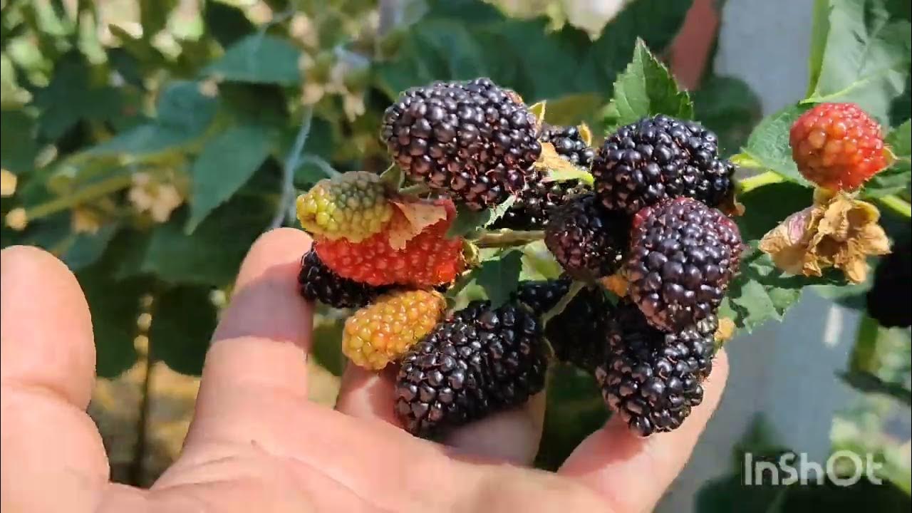 ежевика Блэк Джем в пик плодоношения. 3.09.23 - YouTube