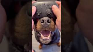 Nintendo Just Released A New Limited Edition Controller!! Don’t Walk… Run!! #Doglovers