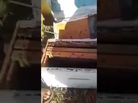 تركيب ملكات هجين على النحل السوري من مناحل الشيخ صالح