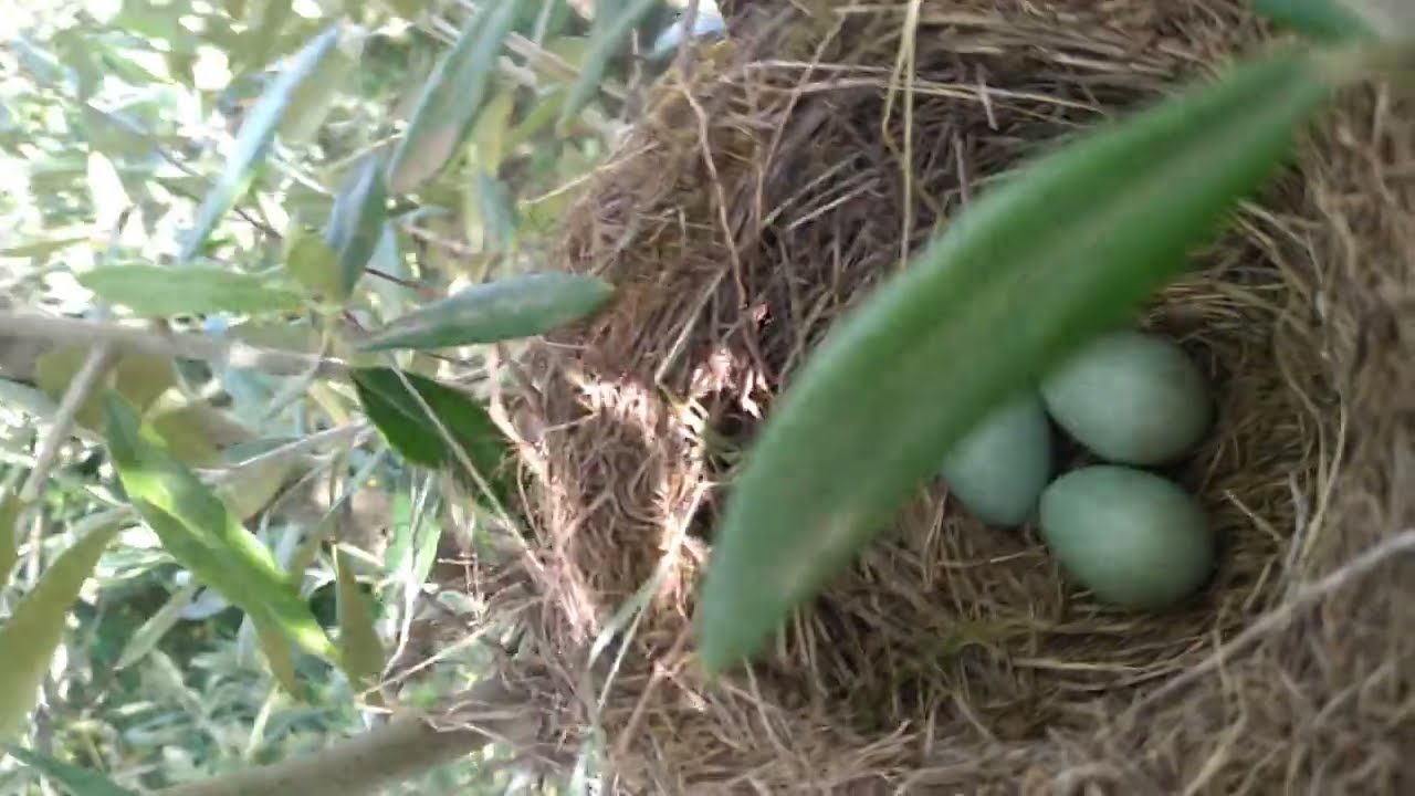 بيض الجحمومية طاءر (الشحرور)