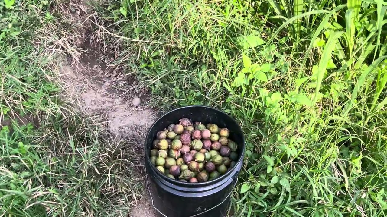Ovejas cacao, Macadamia, qué más se puede pedir. 