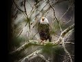 Little Pine Creek Watershed Adventures - The Valley Eagles Chirping! Waterville, PA