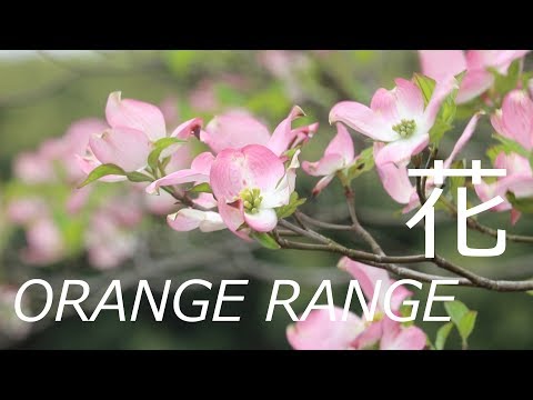 花 / ORANGE RANGE (cover)