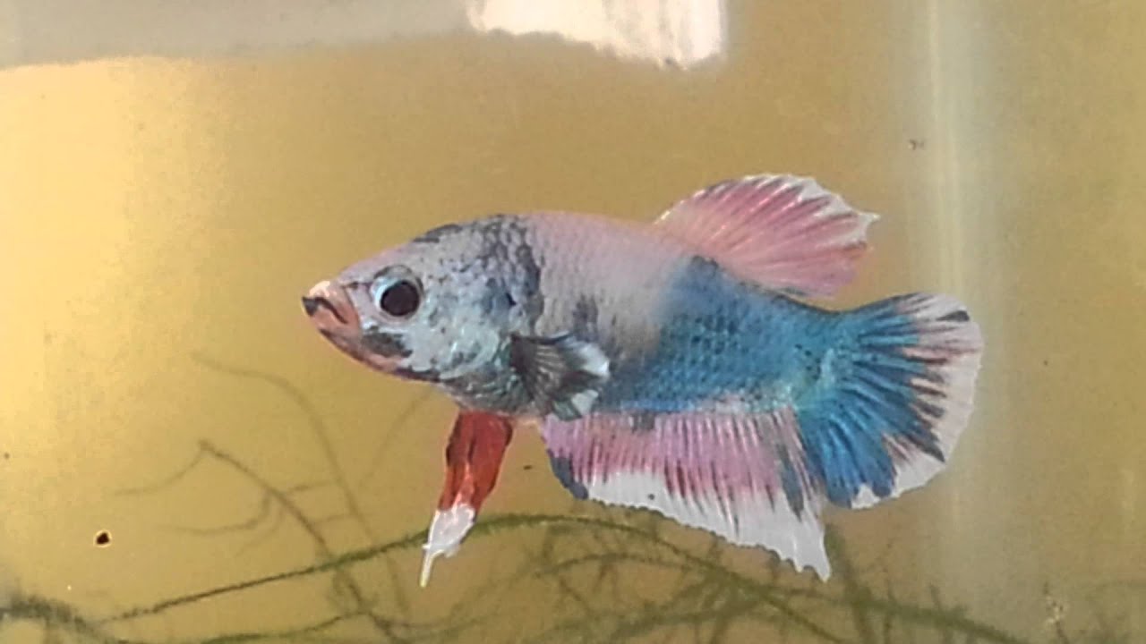 Bettaclub argentina nuevo reprom