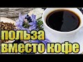 Цикорий – богат витаминами и полезен для кишечной микрофлоры и по вкусу похожий на кофе