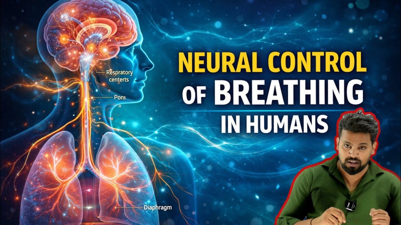 How pons and medulla controls Breathing mechanism Explained🔥🔥 | Vinay Biology 