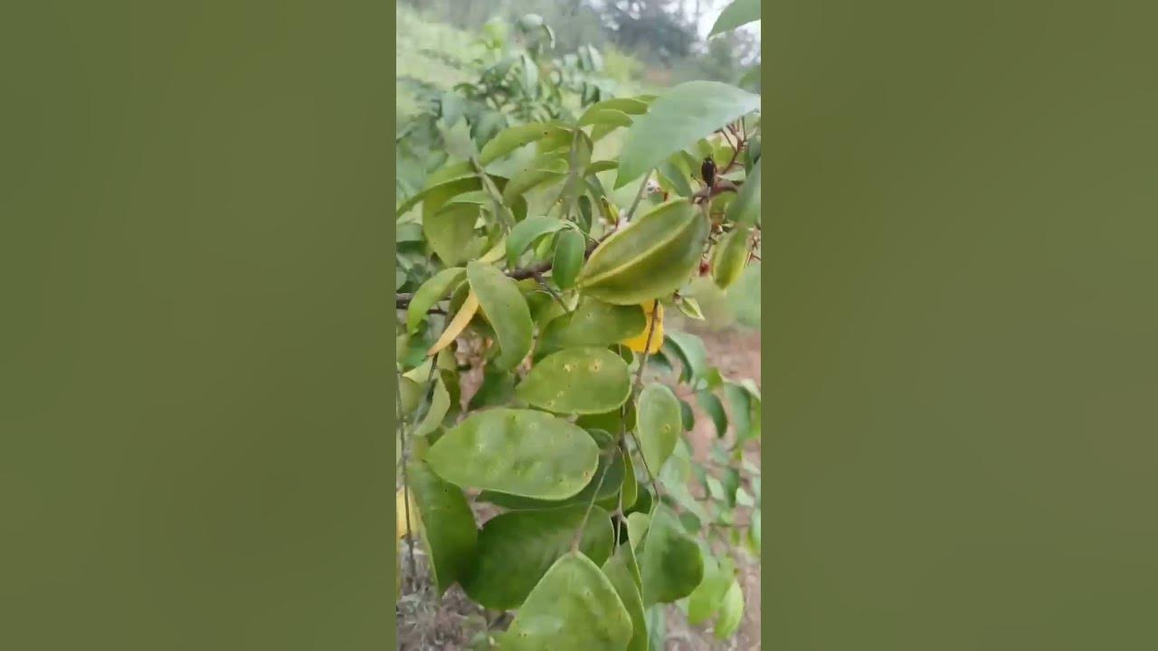 star-fruit-good-for-diabetics-agriculture-farming-foryou-shots