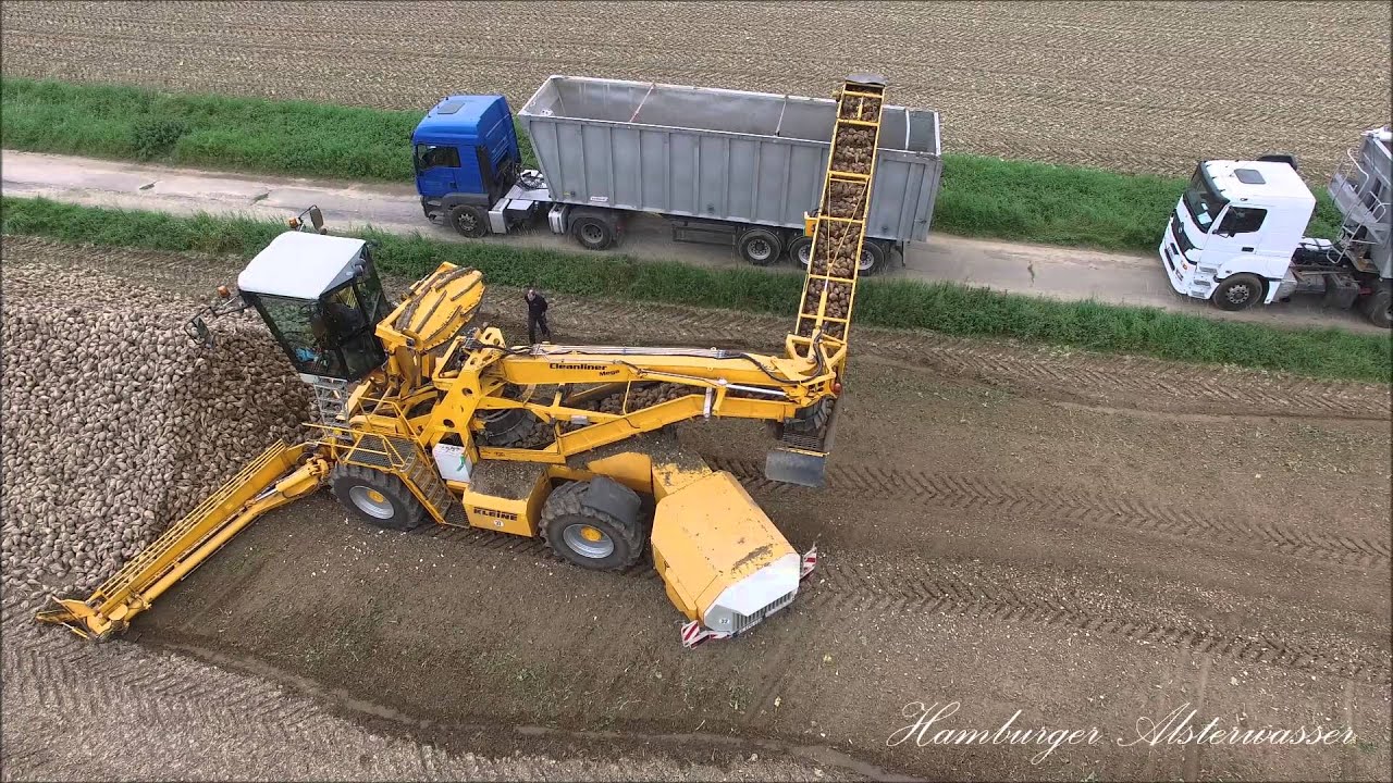 Sugar beet harvest mouse northern Germany in 2015 No 2.Not ...