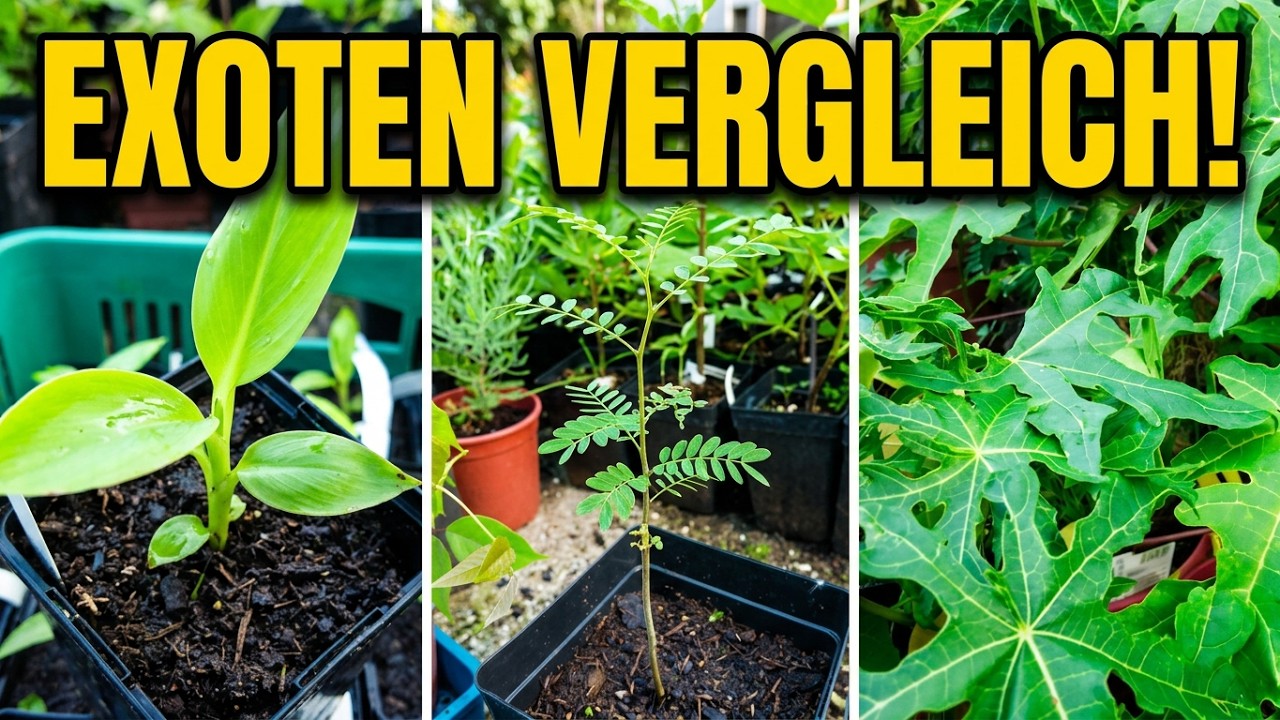 Bananen, Marula und Papaya: Exoten und Erntepflanzen im Vergleich
