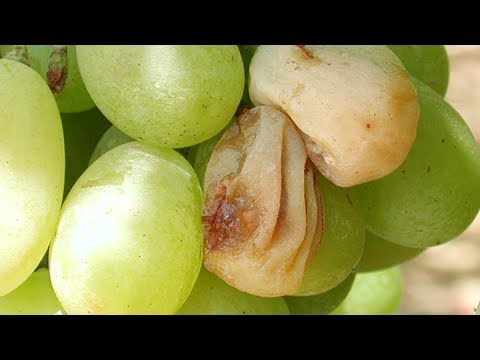 Video: Marciume Nero Dell'uva