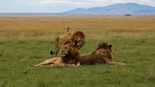Rongai Rocker Male Lion Confident For Fight Against Bilashaka Males Today