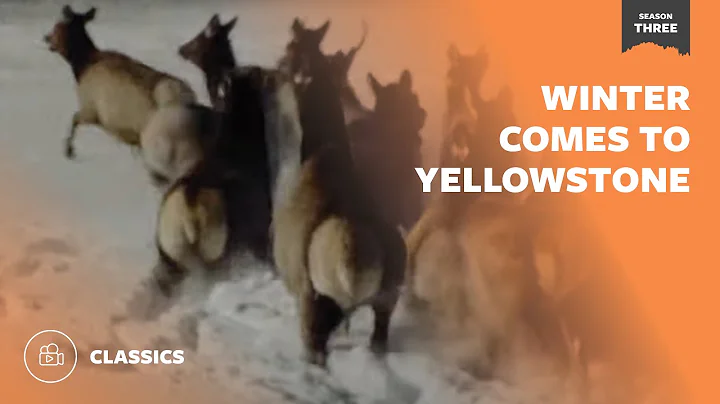 Winter Comes To Yellowstone | Mutual of Omaha's Wi...