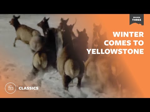 Winter Comes To Yellowstone | Mutual of Omaha's Wild Kingdom