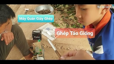 Cây Táo Đại Mật Ghép Chuyển Đổi Và Lần Đầu Giới Thiệu Máy Quấn Giấy Ghép l Núi Đồi Lục Ngạn