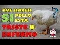 Qué hacer cuando un pollito esta triste o enfermo? SOLUCIÓN