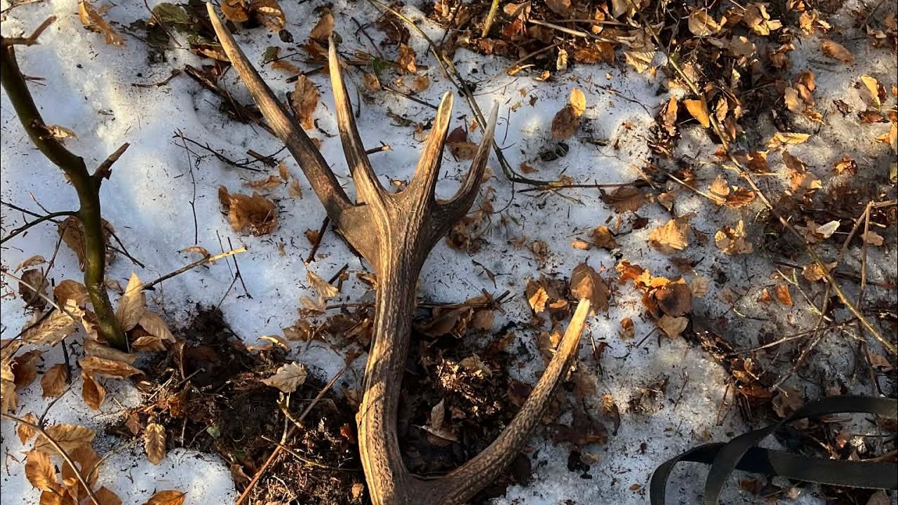 Zrzuty 2026 🦌 . Drugi świeżak 🦌 Piękna tyka 14 staka ze złamanym nadoczniakiem