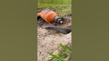 Simple DIY big snake trap using #creativesnaketrap