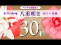 サツキの品種紹介【八重咲き　30種】
