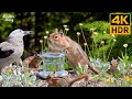 Cat TV for Cats to Watch 😺 Funny & Cute Squirrels Chipmunks and Birds 🐿 8 Hours 4K HDR