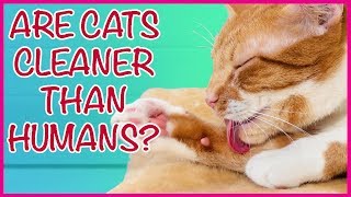 🐱 ARE CATS CLEAN? 🤔 by Cat Universe 19 views 5 years ago 3 minutes, 20 seconds