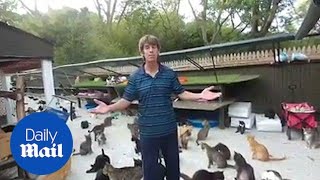 Man Converts Home Into Sanctuary For His 300 Cats - Daily Mail